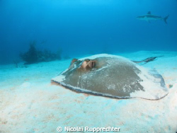 common stingray relaxing in the sand at nassau by Nicolai Rupprechter 